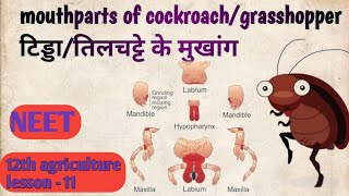 mouthparts of cockroach  Periplaneta americana  कॉकरोच के मुखांग  Hindi  NEET amp JET amp ICAR [upl. by Ydal992]