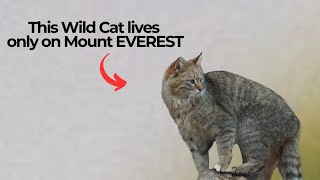 Wow  These CHINESE Wild Cats Live ONLY on Mount EVEREST [upl. by Didi]