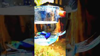 Blue Guppy viralshorts guppy shorts Rudra Fish Lovers [upl. by Acalia625]