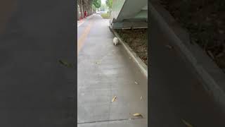 Have you ever seen a dog walking pigeontoed pets pomernian dog animals cute funny [upl. by Waly621]