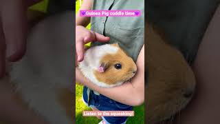 Guinea Pig squeaking [upl. by Huntington]