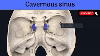 Paired Dural Venous SinusesThe Cavernous Sinuses Situation Relations Tributaries Communications [upl. by Peterec460]