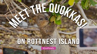 Why You Should Visit Rottnest Island 🇦🇺 [upl. by Llebana]