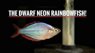 MORE NEW FISH  Praecox Rainbowfish [upl. by Dynah]