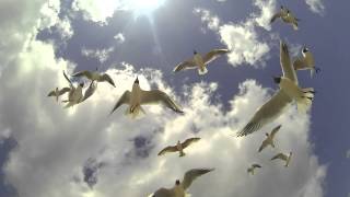 Seagulls flying in the sun at the beach Bournemouth UK [upl. by Yerffeg]