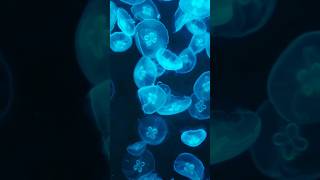 How Do Jellyfish Sting jellyfish marinebiology animalsfacts oceancreatures [upl. by Etnahs]