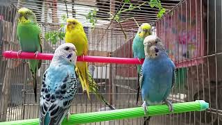 Parakeets Sounds For Relaxation 🦜 Happy Love Birds Sounds 🦜🦜budgie budgiesounds [upl. by Kirstyn791]