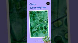 Class Chlorophyceae Class 11 Biology  Green algae shorts biology [upl. by Emmi]