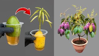 AWESOME Super developed mango propagation technique in 10 days [upl. by Ronny909]