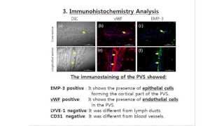 Primo Vascular System PVS in Lymph Ducts [upl. by Malvie703]