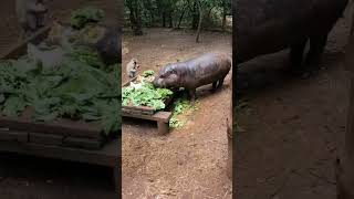 pygmy hippo [upl. by Calder]