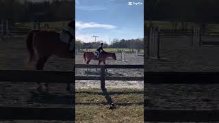 Horse shownov 324 4th place horsegirlenergy horseback horse equestrian music [upl. by Boutis795]