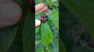 Carolina Buckthorn nativetrees nativeplants forest [upl. by Yelekalb961]