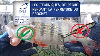 QUELLES TECHNIQUES DE PÊCHE PENDANT LA FERMETURE DU BROCHET  brochet perche fishing [upl. by Bonnice]