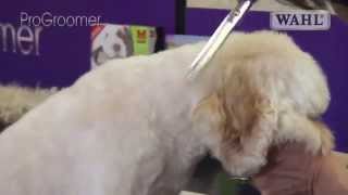 Grooming Guide  Cockapoo Pro Groomer [upl. by Rainger]