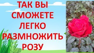 КАК РАЗМНОЖИТЬ РОЗУ ЛЕТОМ ЧЕРЕНКАМИ Размножение роз Выращивание роз из черенков [upl. by Dolhenty]