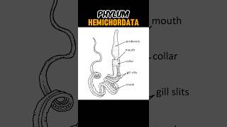 PHYLUM HEMICHORDATA hemichordatabalanoglossus  CHARACTERISTICS OF HEMICHORDATA shortsviral [upl. by Kornher]