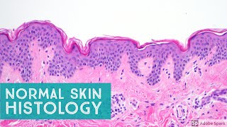 Normal Skin Histology  Explained by a Dermatopathologist [upl. by Bishop]