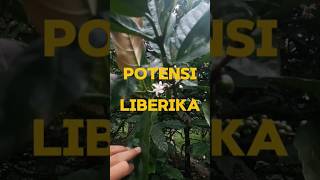 Kopi Liberika coffee Liberica excelsa [upl. by Esir]