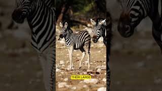 Zebra Facts  Stripes on Stripes animalshorts wildlife animals animalfacts [upl. by Bala]