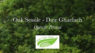 Oak Sessile  Dair ghaelach Quercus petraea [upl. by Grondin]