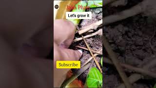 jamun ka ped kaise lagaye How to grow jamun plant at home shorts youtubeshorts [upl. by Germann]