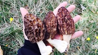 Colmenillas  Morchella purpurascens  Foromicologicoes [upl. by Atiuqet]