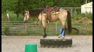 Gaited Missouri FoxTrotter buckskin for sale [upl. by Gem]