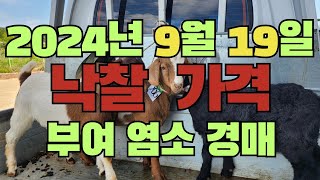 2024년 9월 19일 부여축협 염소 경매 낙찰 결과 [upl. by Benedick651]