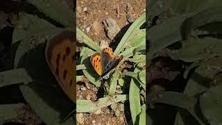 Borboleta Lycaena phaleas 🦋💚 [upl. by Dygall]