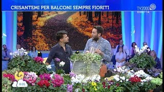 Ciclamini e viole per i balconi dautunno [upl. by Ahseka]