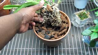 Shriveled Pseudobulbs Cattleya Orchid Update [upl. by Nelli]