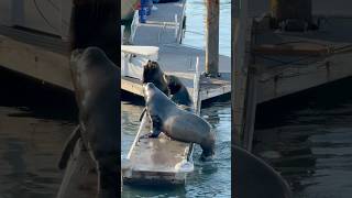 🤪Seals gone wild in California [upl. by Marler204]