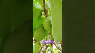 Common guava  indoor plants  houseplants  nature trending plants shorts ytshorts aesthetic [upl. by Eanal928]