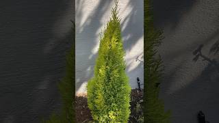 Cupressus macrocarpa “Wilma Goldcrest”  Lemon Scented Monterey Cypress cypress dwarf cupressus [upl. by Luapsemaj]