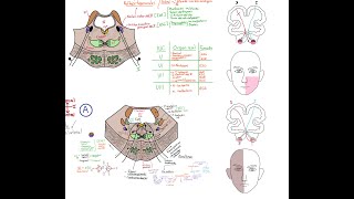 Neuroanatomía Tronco encefálico Configuración interna 2 Protuberancia [upl. by Aseeram]