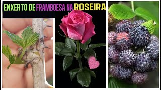 ROSEIRA Vai Produzir AMORA  Framboesa 😱🍓🍓 ENXERTO DE ROSA COM FRAMBOESA SERÁ QUE DÁ CERTO 🤷‍♀ [upl. by Annaxor933]