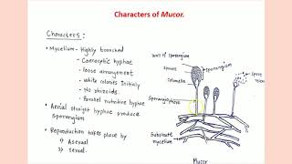 Mucor Classification structure and reproduction [upl. by Noimad]