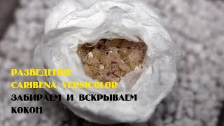 Разведение Caribena versicolor Avicularia versicolor Забираем и вскрываем кокон [upl. by Alyse]