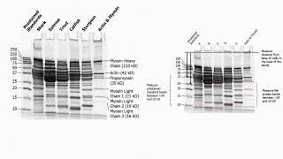 Agarose and Polyacrylamide Gel Description [upl. by Fabozzi]