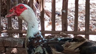 muscovy Duck 💖💖🥰❤ [upl. by Tuckie77]