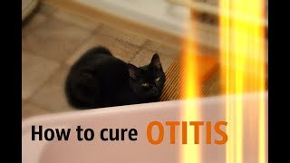 How To Cure CatEar Otitis At Home [upl. by Assennav]