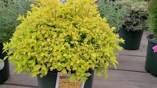 Spiraea Gold Mound Japanese Spirea  Terrific Easy to Grow Shrub for 3 seasons of COLOR [upl. by Brand]