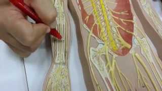 Parte 6 Nervo ulnar [upl. by Larner721]