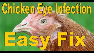 CHICKEN EYE INFECTION Symptoms Remedy and Clearing the eye [upl. by Emlyn756]