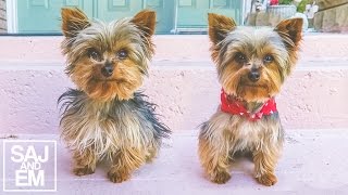 AMAZING TEACUP YORKIE TRANSFORMATION [upl. by Irec338]