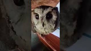 Indian scops owl [upl. by Ainos]