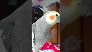 Singing piwi cockatiel [upl. by Cathrine]