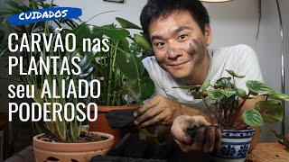 CARVÃO para suas plantas Seu grande aliado [upl. by Odareg]