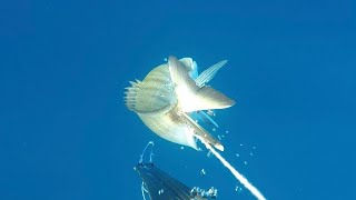 Pescasub Agguato al saragone XXL cetmacompositesspearfishing canovaR1 [upl. by Avert305]